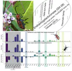 Red milkweed beetle genome is published!!