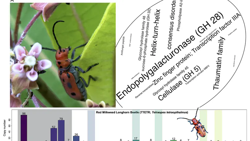 Red milkweed beetle genome is published!!